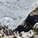 Shetland 560 copia